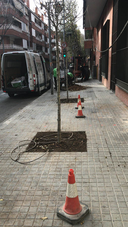 Plantación de árboles en Badalona