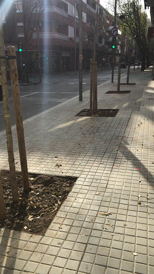 Plantaci&oacute;n de &aacute;rboles en Badalona