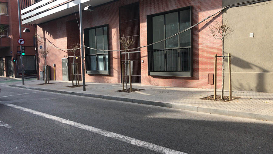 Plantación de árboles en Badalona