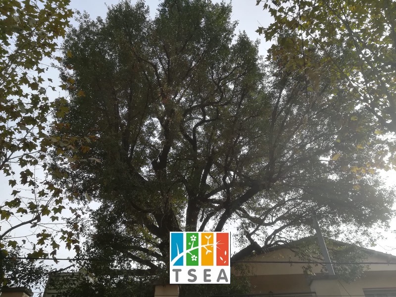 Poda de roble catalogado en Sant Cugat 