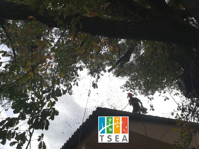 Poda de roble catalogado en Sant Cugat Poda de árbol en Sant Cugat