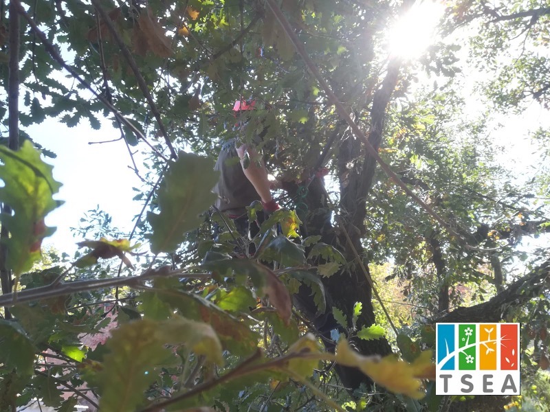 podar arbol catalogado sant cugat 014