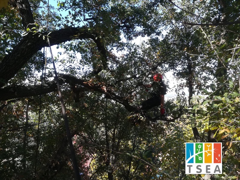 podar arbol catalogado sant cugat 016