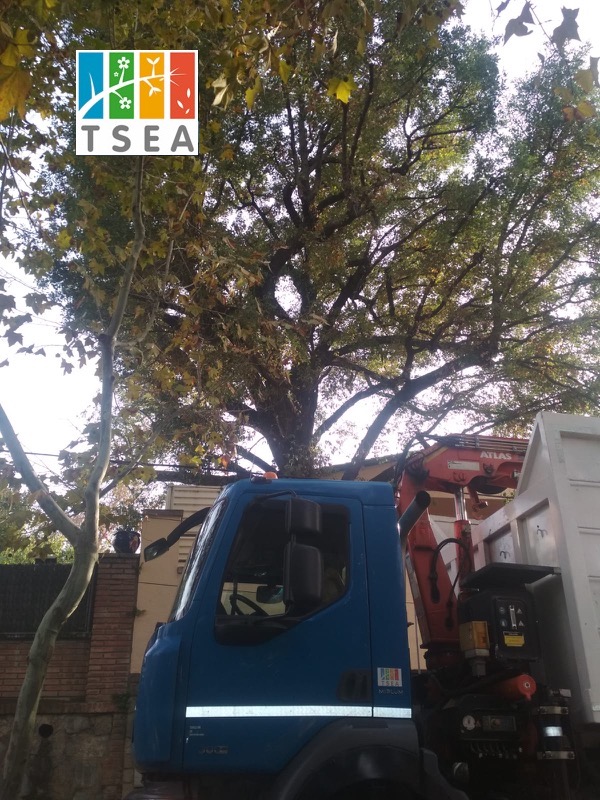 Poda de aclareo practicada a un roble catalogado como árbol ejemplar