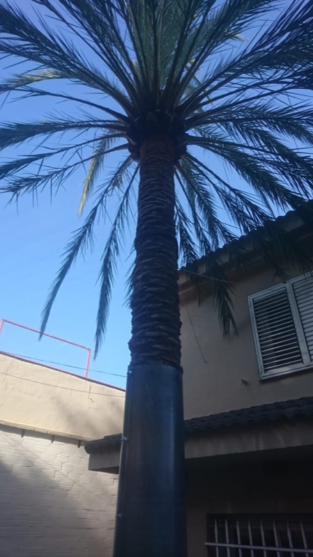 Palmera con cables de sujeción Palmera con cables de sujeción