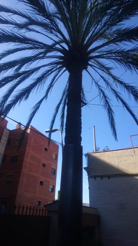 Salvar palmeras en Barcelona