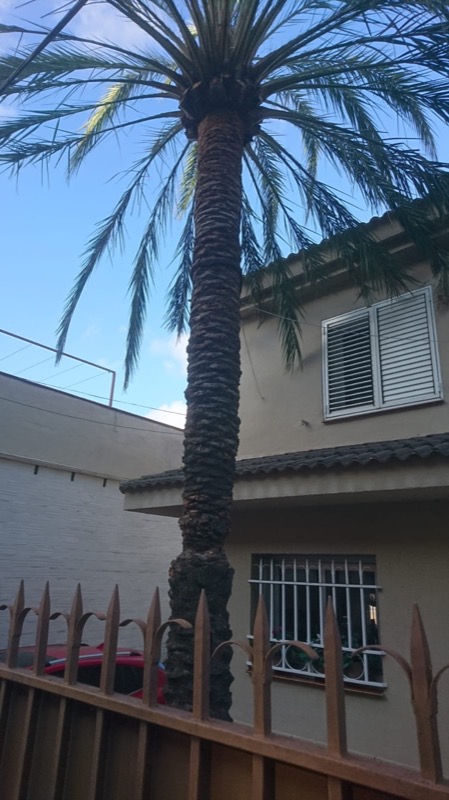 Palmera con cables de sujeción Palmera con cables de sujeción