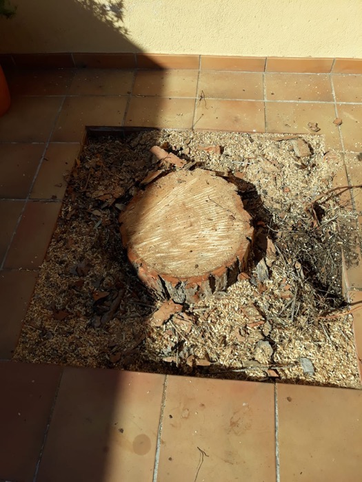 Talar árbol en Martorell Cortar pino en Martorell