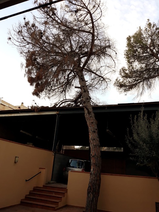 Talar árbol en Martorell Cortar árbol en Martorell