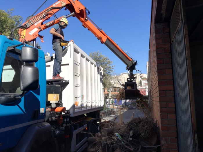 Tala de un pino afectado por barrenador en Martorell