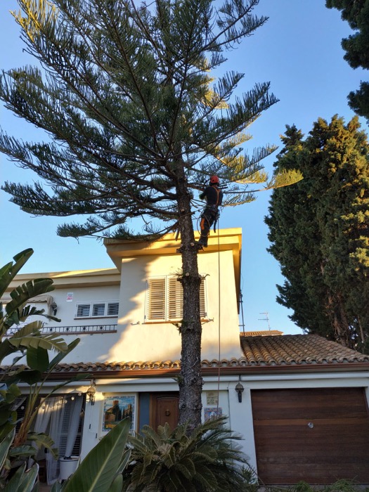 Cortar &aacute;rbol en Sant Pere de Ribes