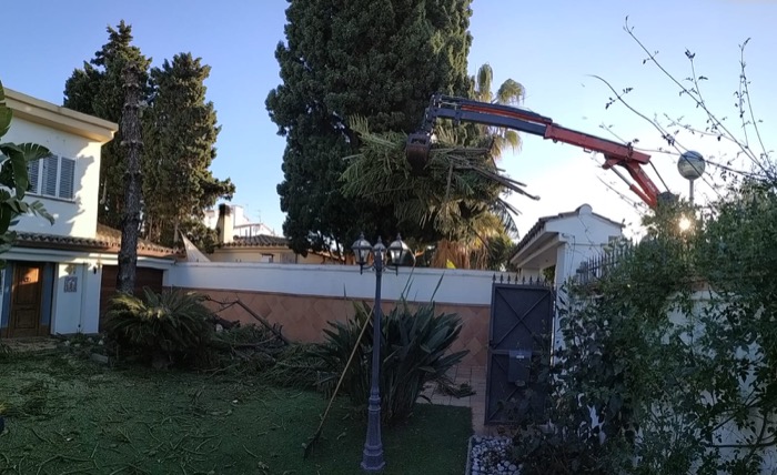 Cortar árbol en Sant  Pere de Ribes