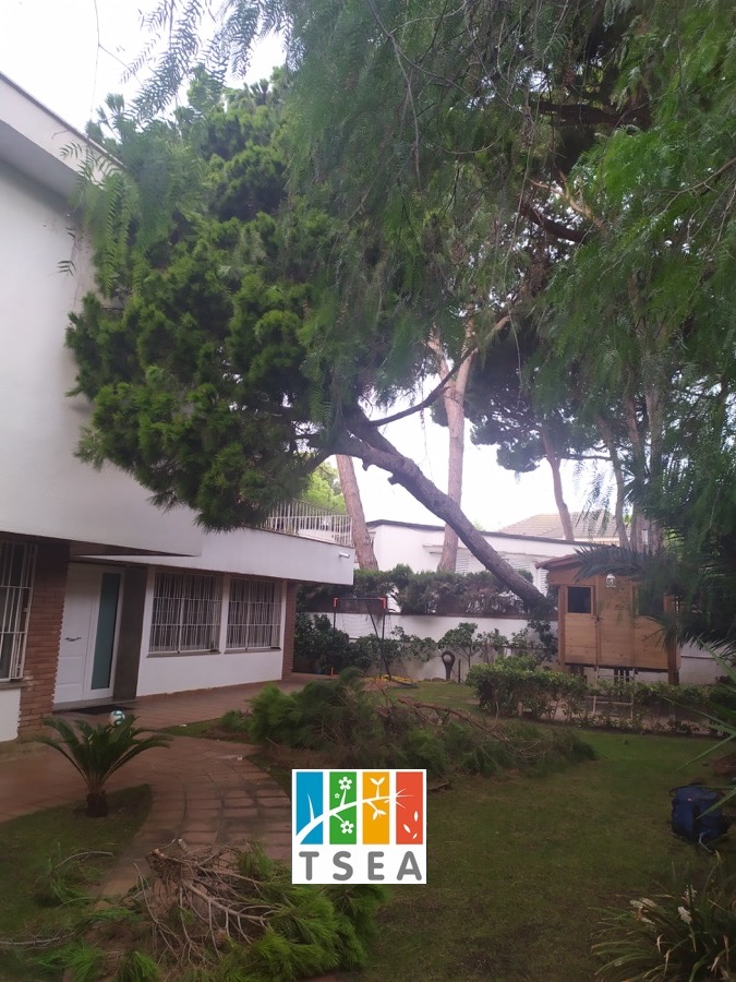 Pino caído en Vilanova (Garraf) cortar arbol caido torrelles palleja 01