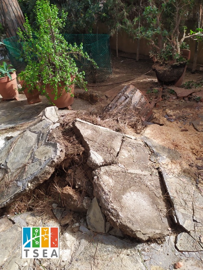 Pino caído en Pallejà - Torrelles (Baix Llobregat)