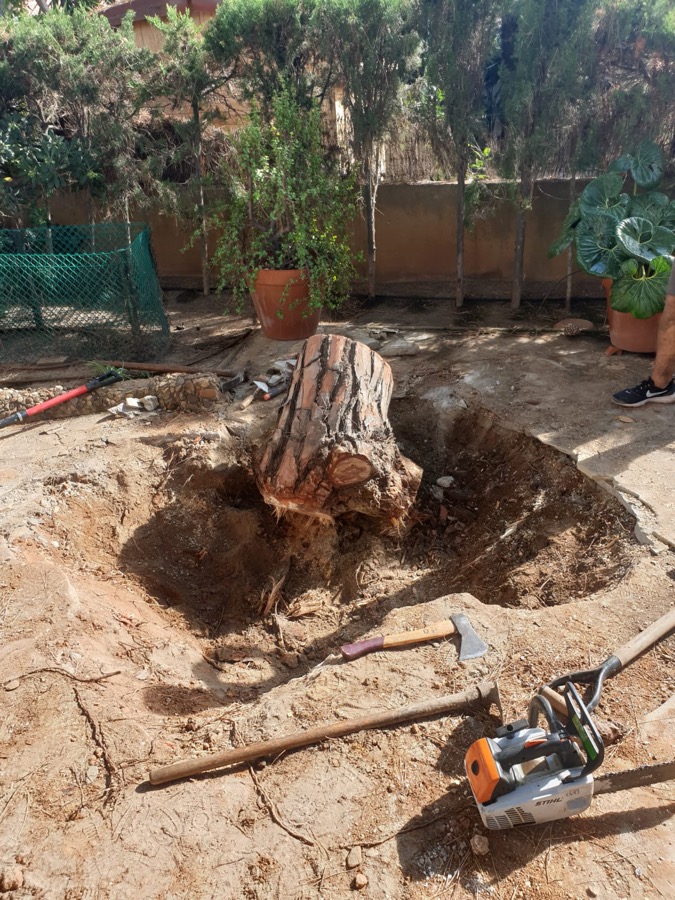 Pino caído en Pallejà (Baix Llobregat) Pino caído en Pallejà (Baix Llobregat)