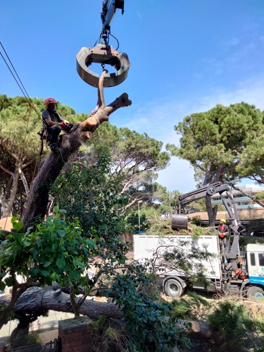Cortar arbol Rubí Retirada urgente árbol caído gavà