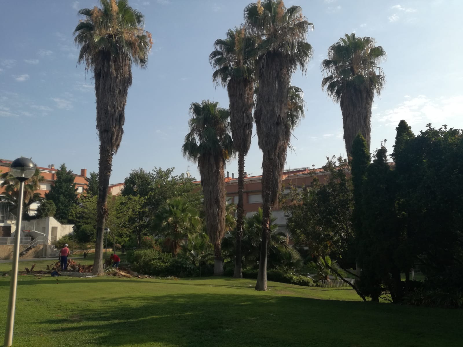 Poda de palmeras Washingtonias en Barcelona
