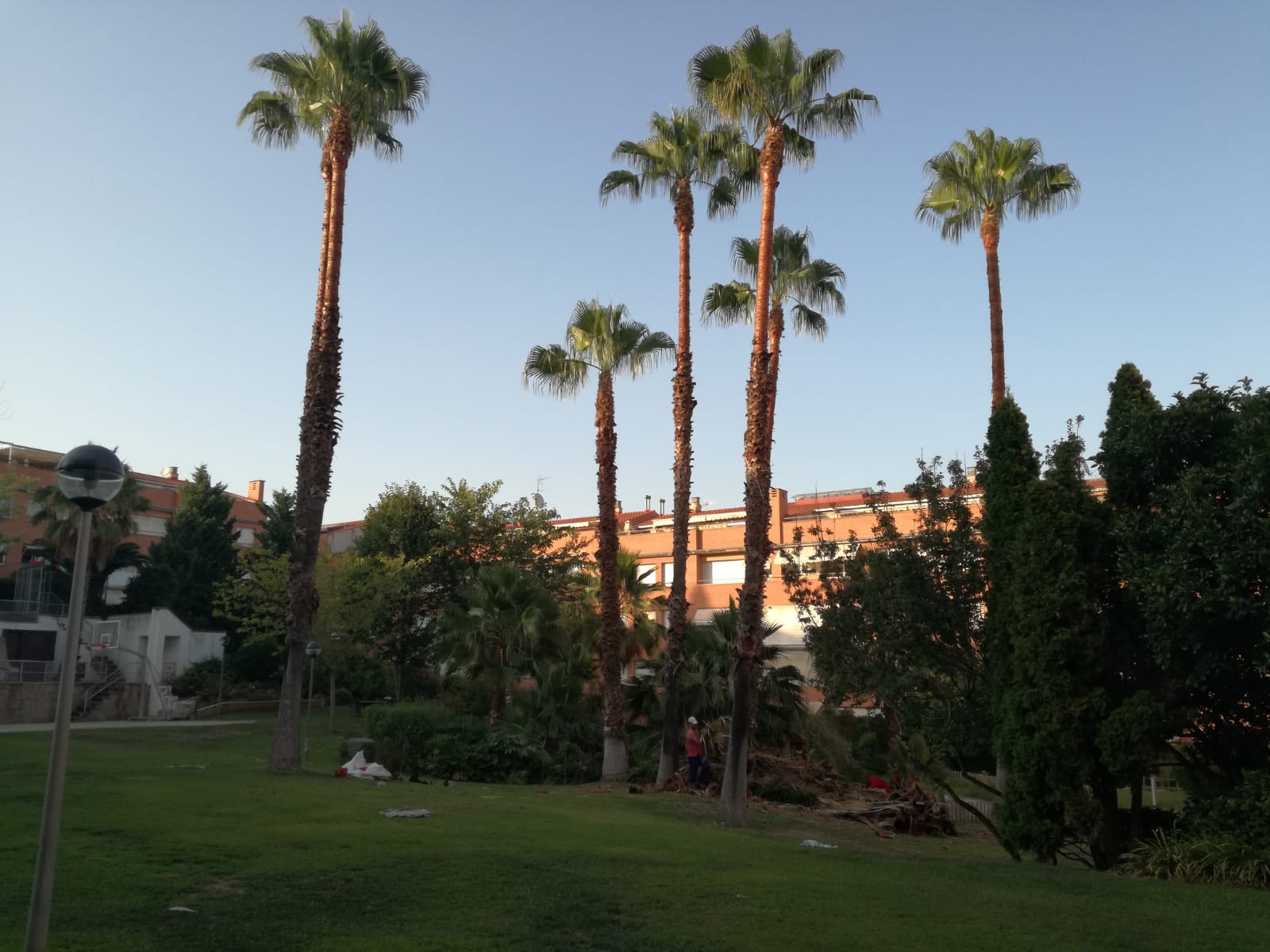 Palmeras Washingtonias tras la poda