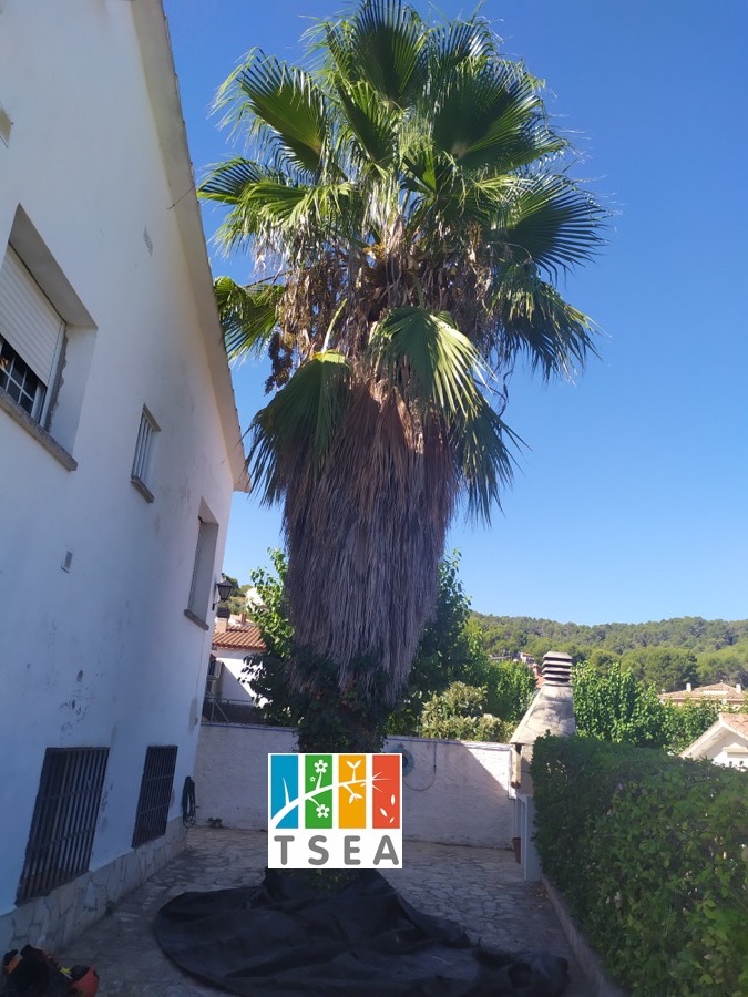Poda Palmera Washingtonia ratas Poda Palmera Washingtonia ratas