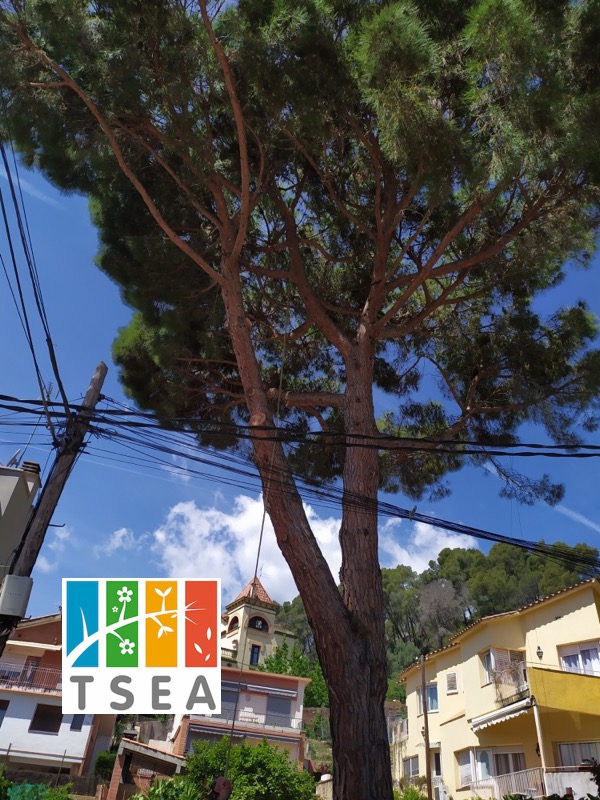 Podar árbol en Barcelona podar arbol seguridad baix llobregat arboricultura