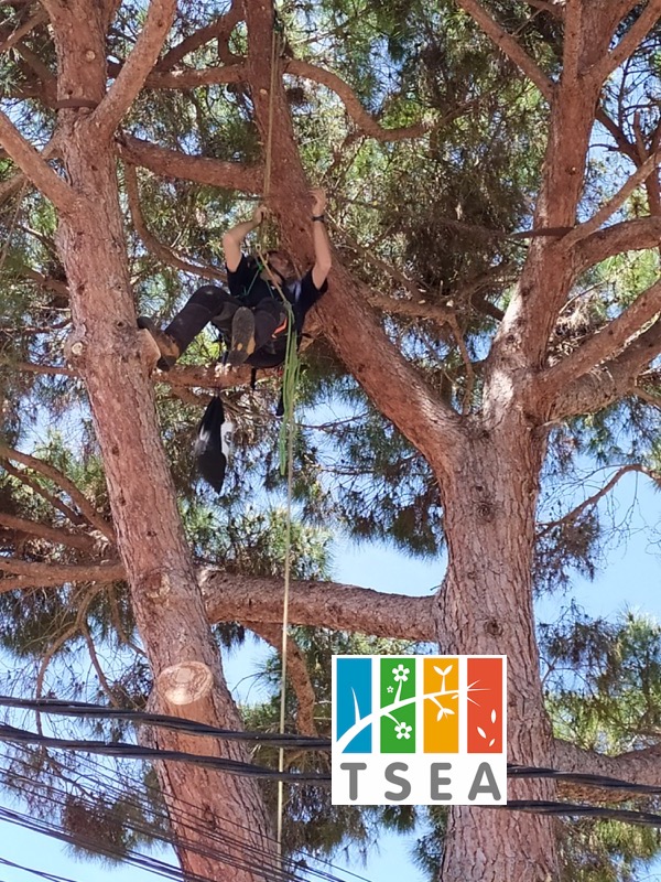 podar arbol seguridad barcelona 2