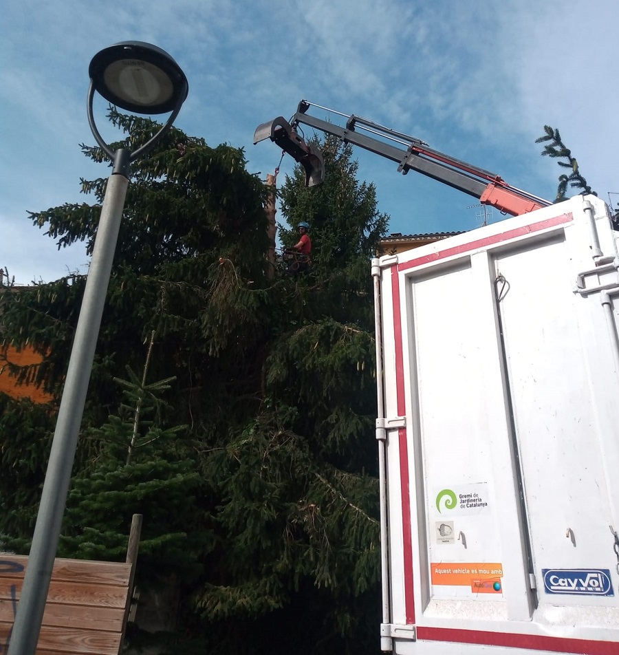 Cortar abetos en Matadepera