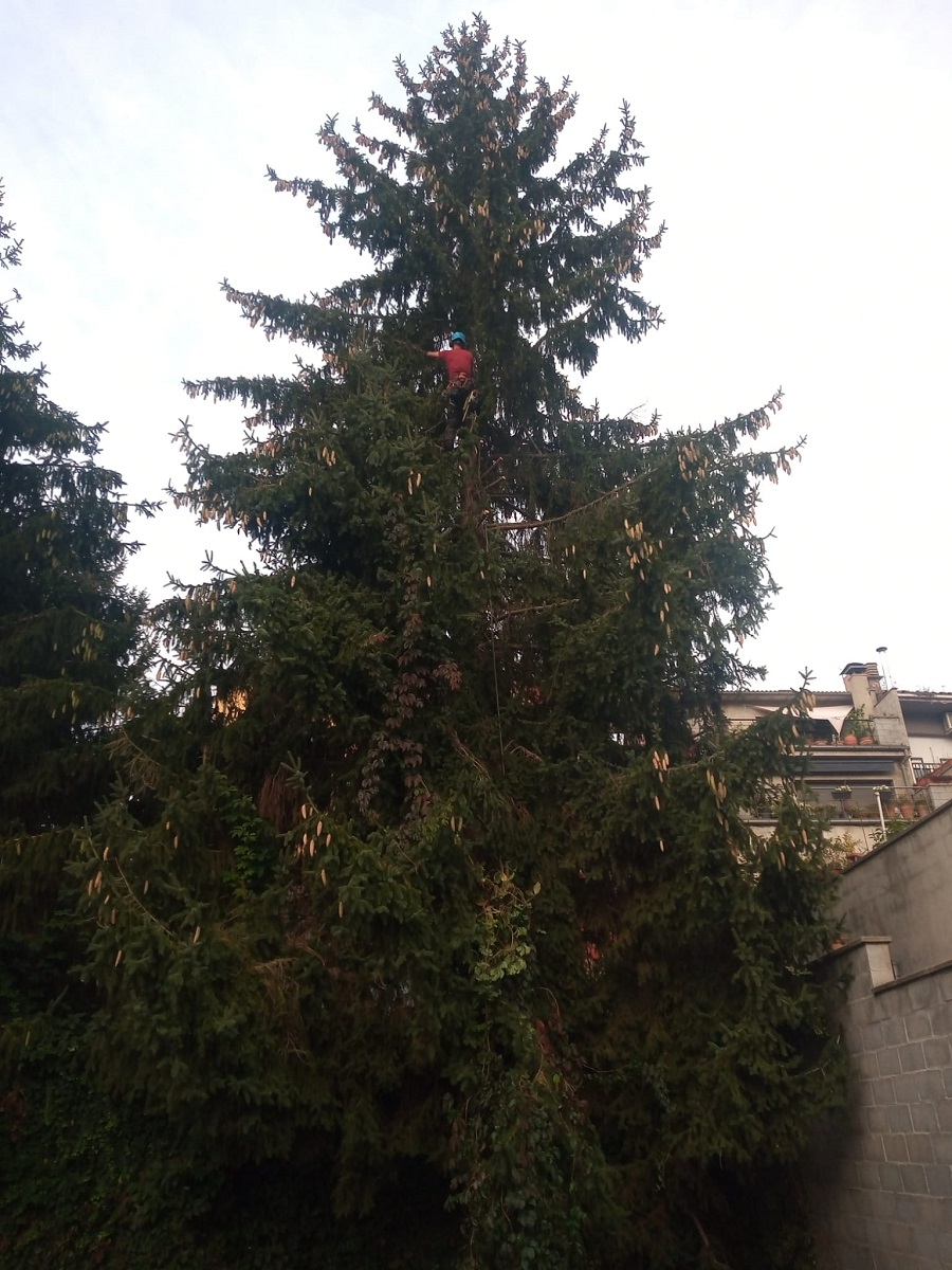 Cortar arbol Matadepera
