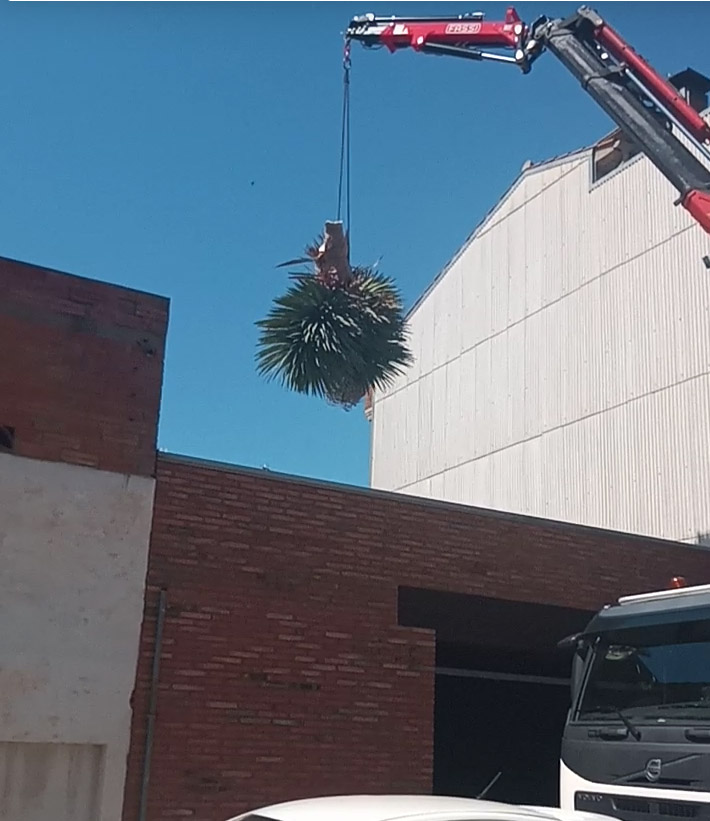 Cortar árbol en El Prat de Llobregat