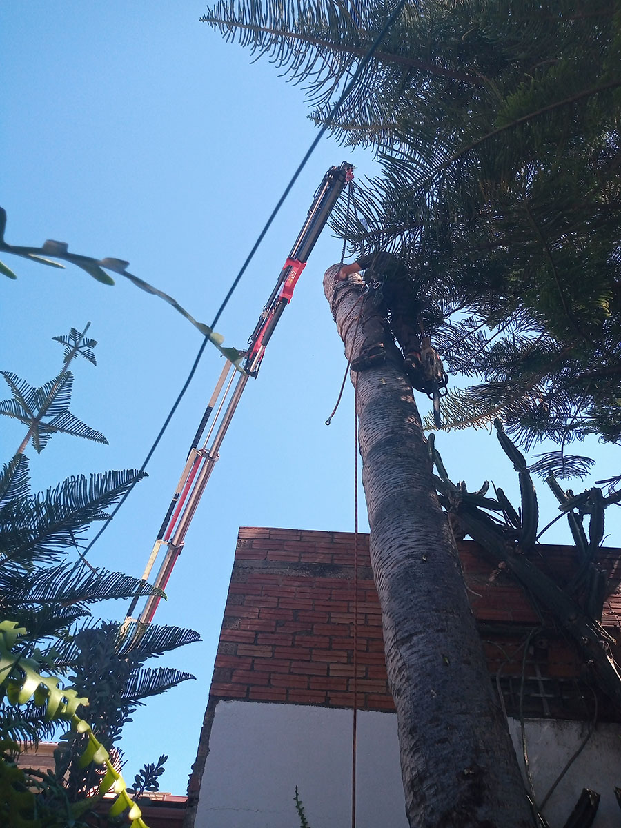 Especialista en trepa cortando el tronco de una palmera