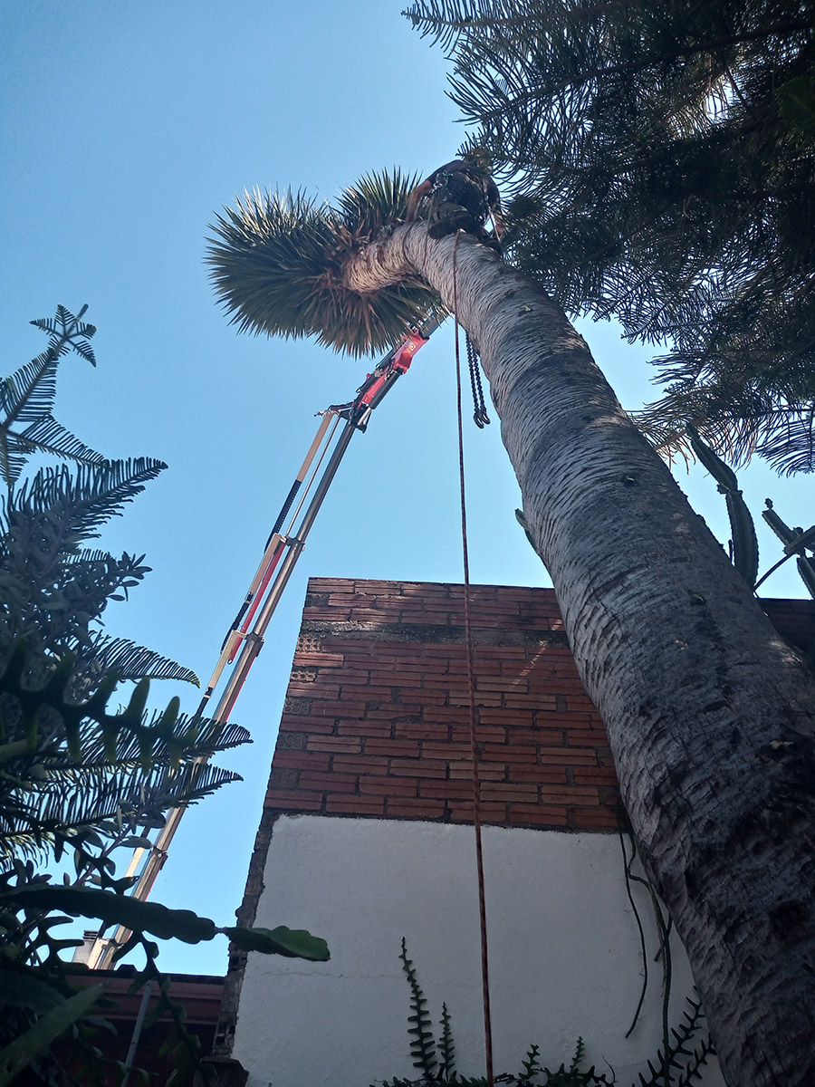 Cortar árbol en El Prat de Llobregat