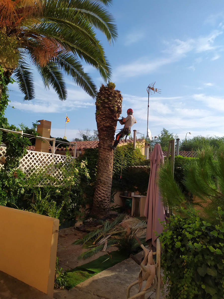 Tala de palmera atacada por el picudo rojo