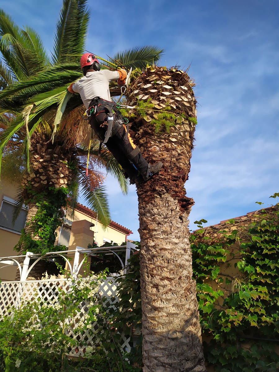 Tala de una palmera infestada por el picudo rojo en Sant Just Desvern