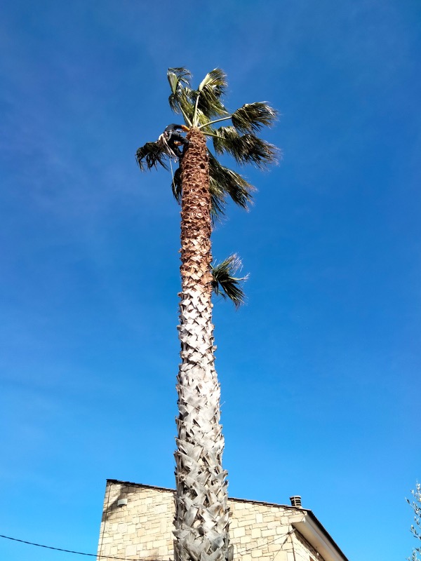 Proceso de tala de la palmera en Sitges Proceso de tala de la palmera en Molins de Rei