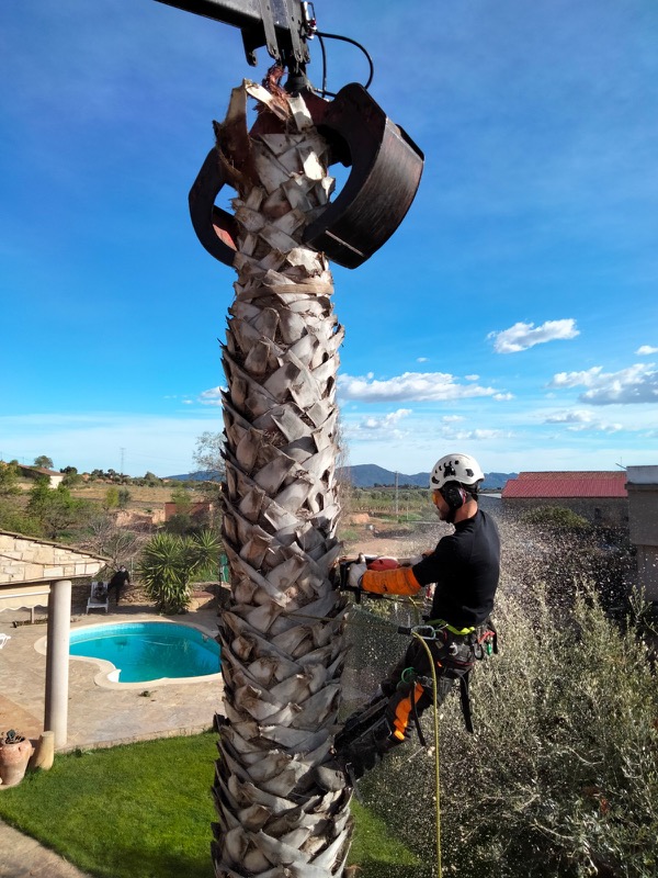 Proceso de tala de la palmera en Sitges Proceso de tala de la palmera en Molins de Rei