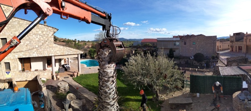 Cortar palmera en Molins de Rei (Baix Llobregat)