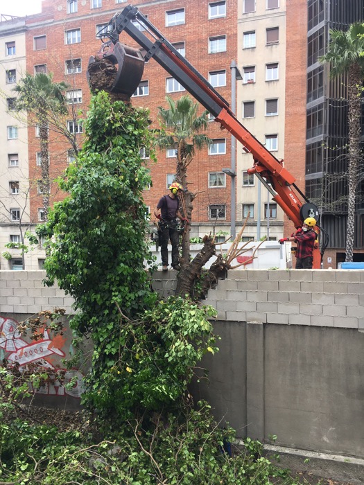Cortar palmera muerta en jardín abandonado