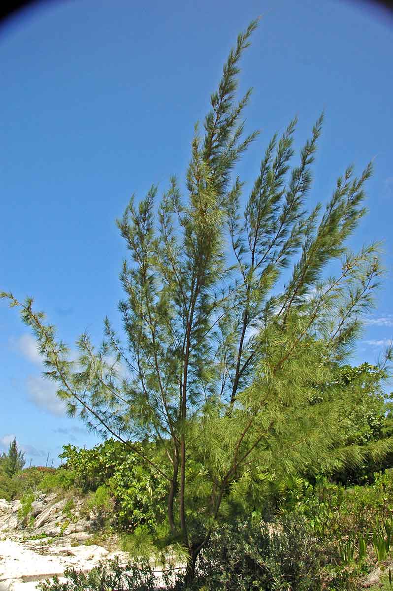 Casuarina equisetifolia Casuarina equisetifolia