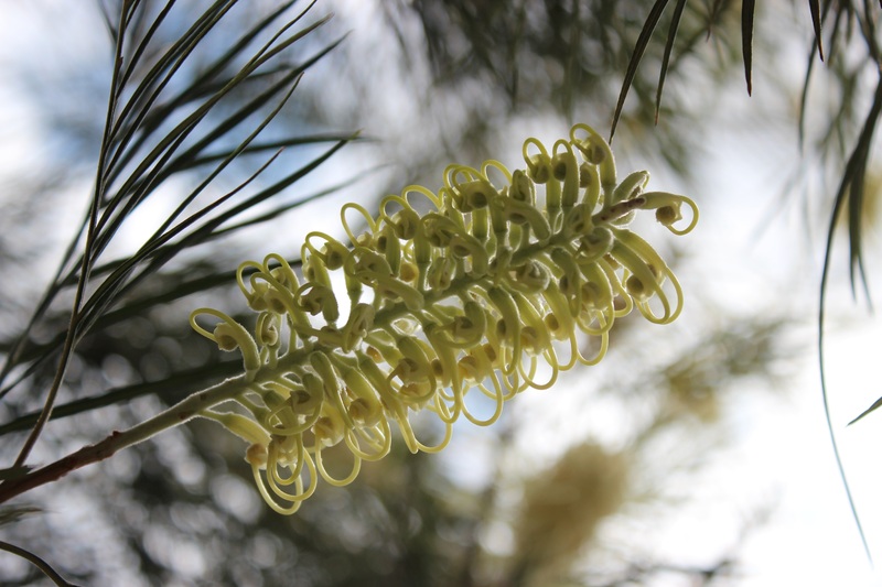 casuarina casuarina