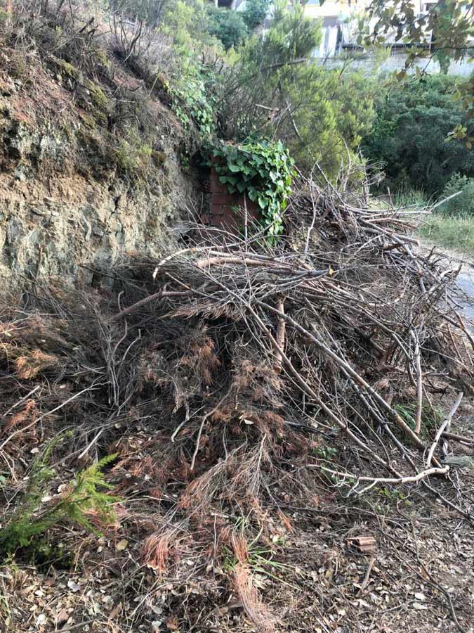 Restos de poda que generan riesgo de incendio en Collserola - Barcelona