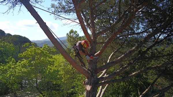 Tala de árboles en Sant Cugat del Vallés