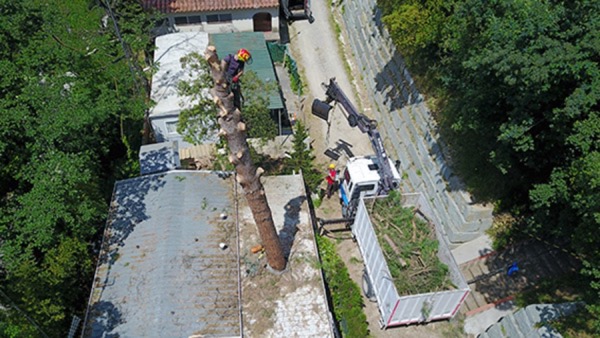Tala de árboles en Manresa