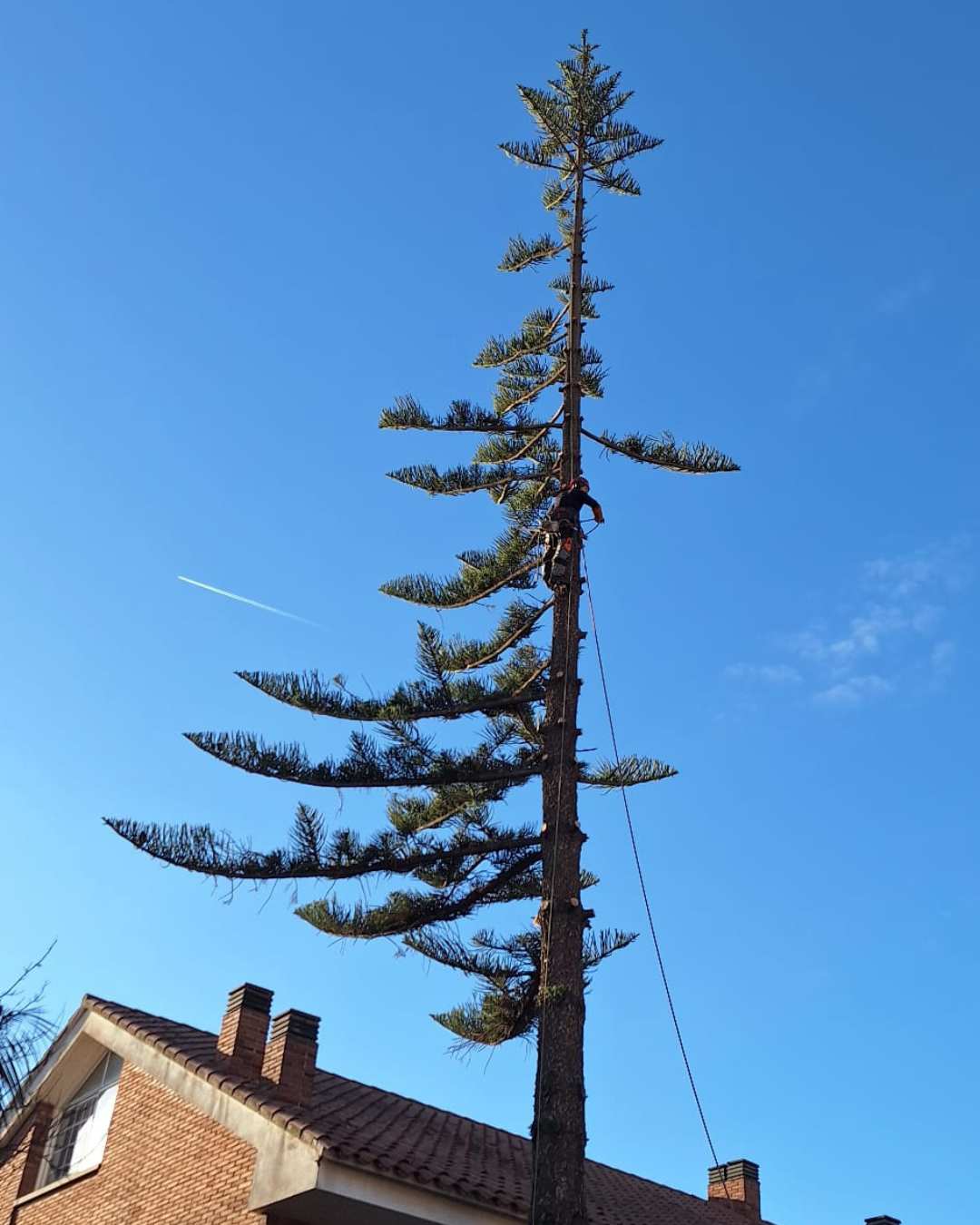 cortar arbol palmera Vilassar (Maresme) cortar arbol palmera Vilassar (Maresme)