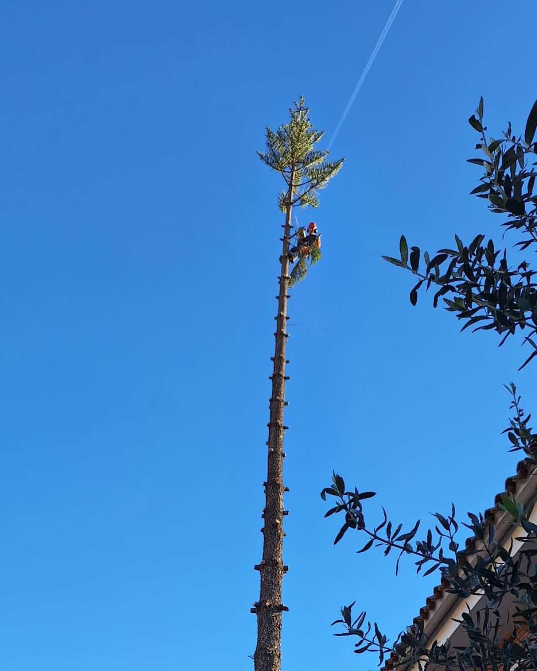 cortar arbol palmera Vilassar (Maresme)