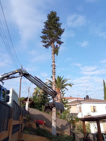 Cortar árbol Santa Perpetua Cortar árbol Santa Perpetua