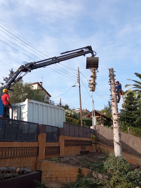 Cortar árbol en Corbera (Baix Llobregat)
