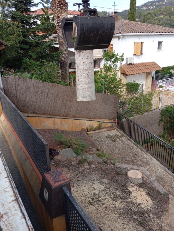 Cortar árbol en Cortar árbol en Corbera (Baix Llobregat)