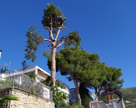 Cortar pino en Sitges (Garraf)