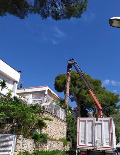 Proceso de tala del pino en Sitges Proceso de tala del pino en Sitges