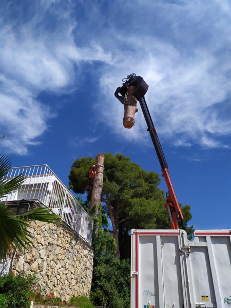 Proceso de tala del pino en Sitges Proceso de tala del pino en Sitges