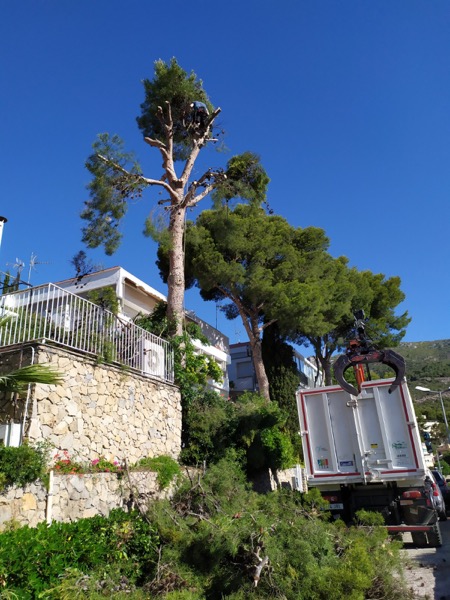 Proceso de tala del pino en Sitges Proceso de tala del pino en Sitges